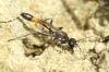 Ammophila sabulosa